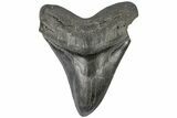 Fossil Megalodon Tooth - South Carolina #197886-1